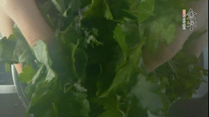 【面皮】1.鍋中水開時，放挑揀好的艾草和一撮小蘇打，第一遍煮開后倒掉，重新加水大火煮開后，小火煮1小時。煮爛的艾草用紗布瀝干。